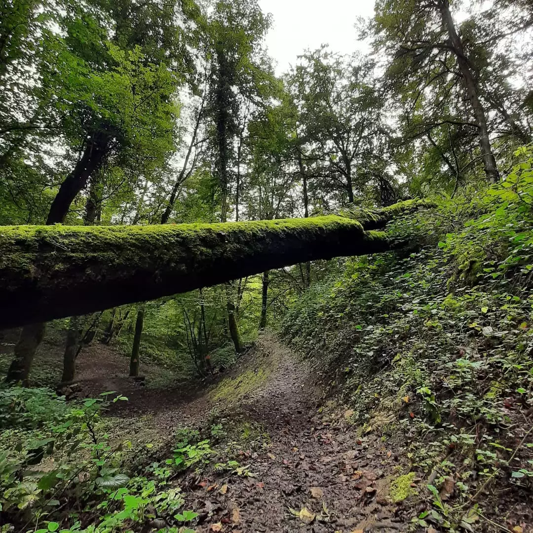 Spé du Patron piste rouge Mont Poupet Bike Park bas de piste